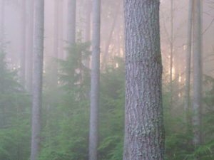 LAURA: Loosing Balance and Going Too Far